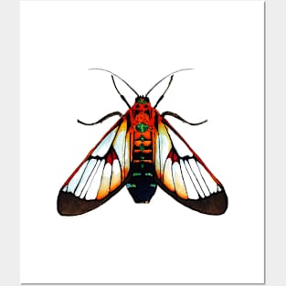 Scarlet-Bodied Wasp Moth Posters and Art